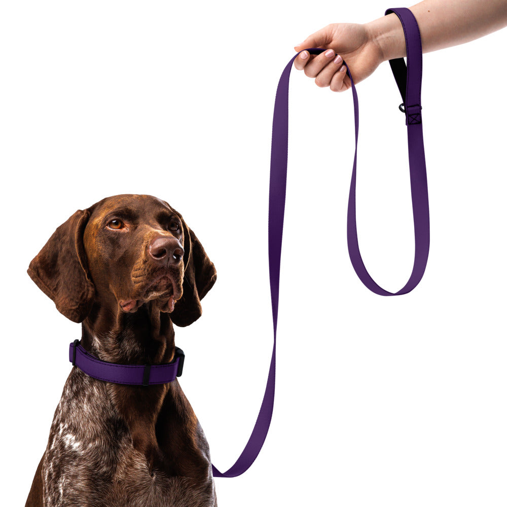 Pet collar & leash
