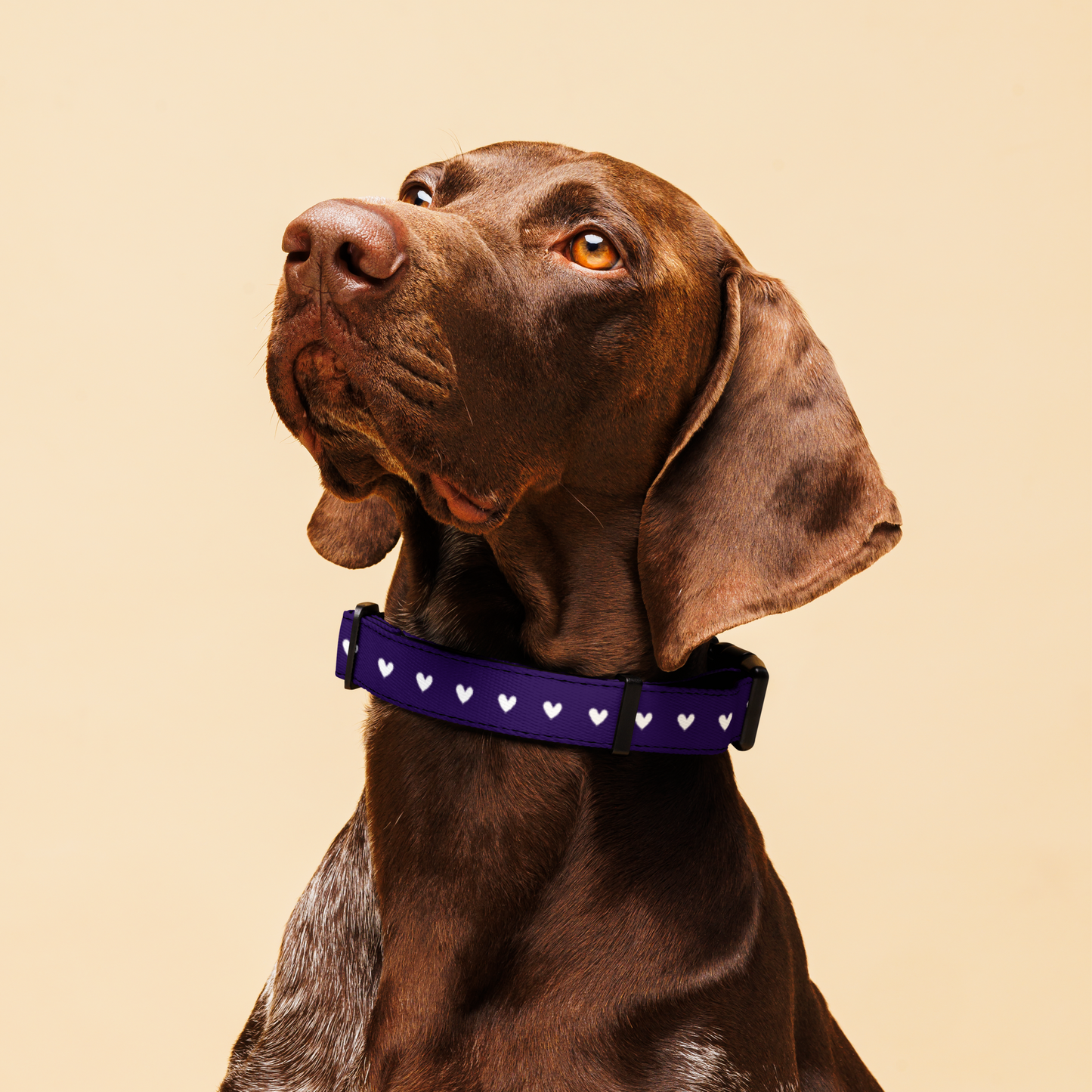 Purple Star Pet collar