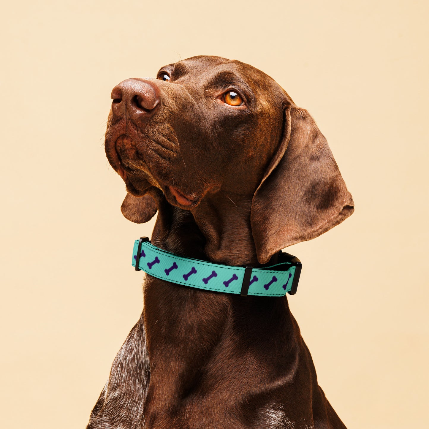 Green Purple Bones Pet collar