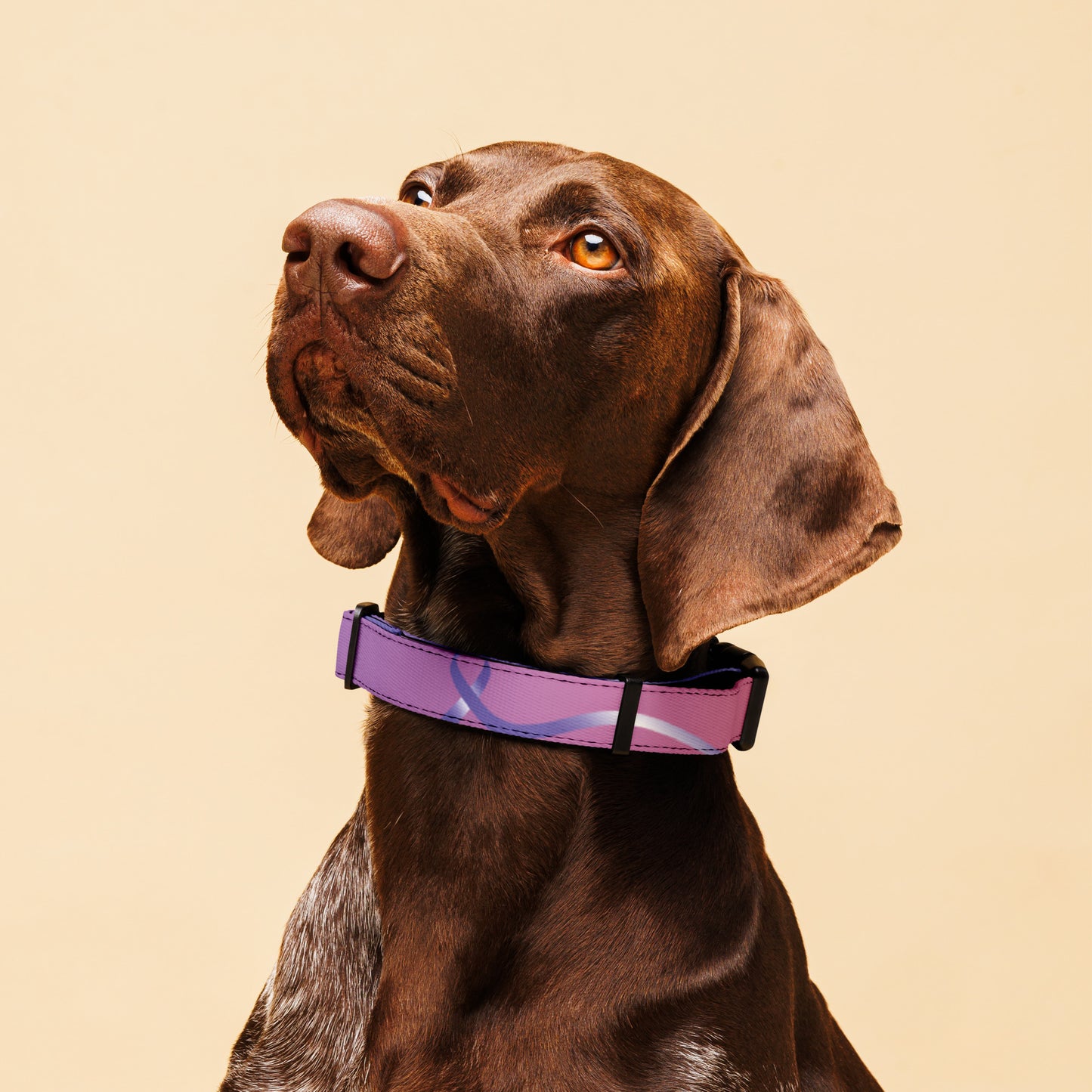Cancer Ribbon Pet collar