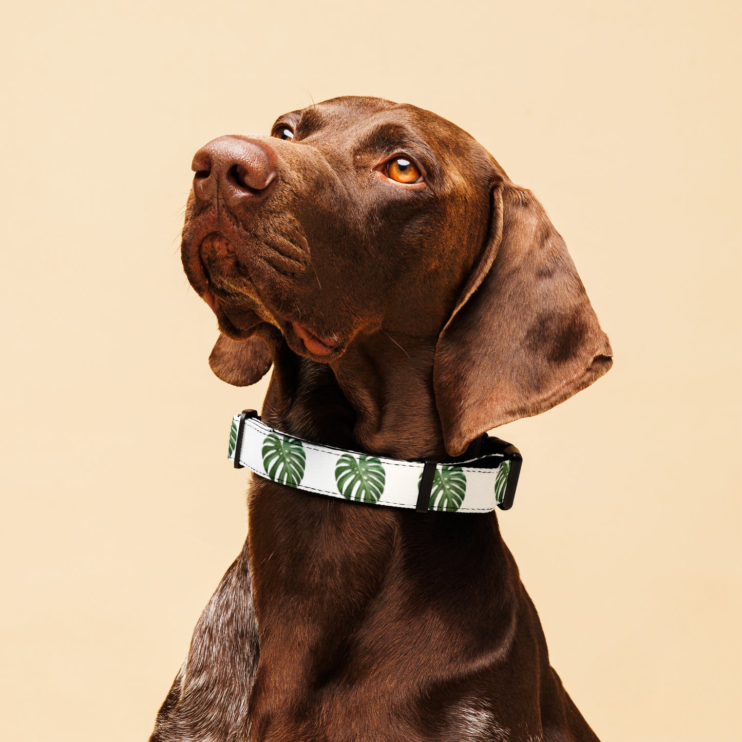 Monstera Leaves Pet collar