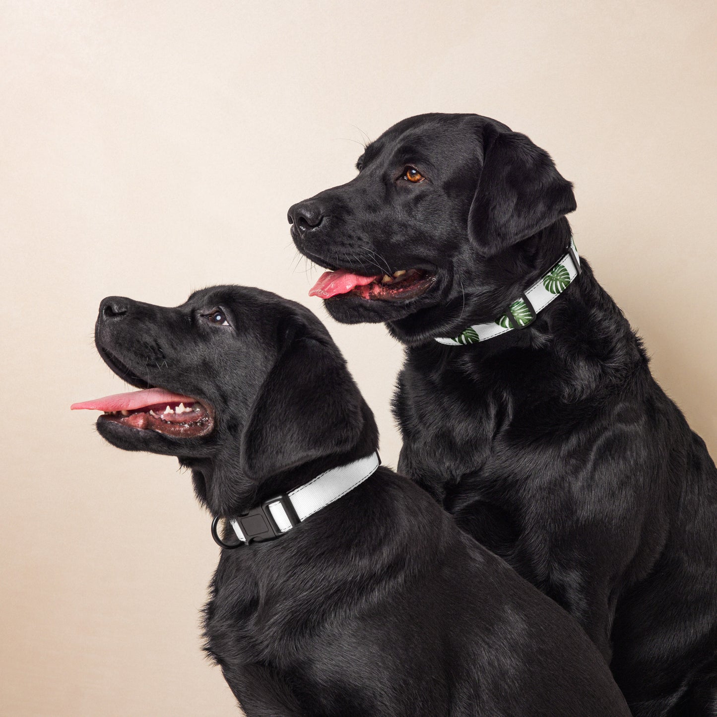 Monstera Leaves Pet collar