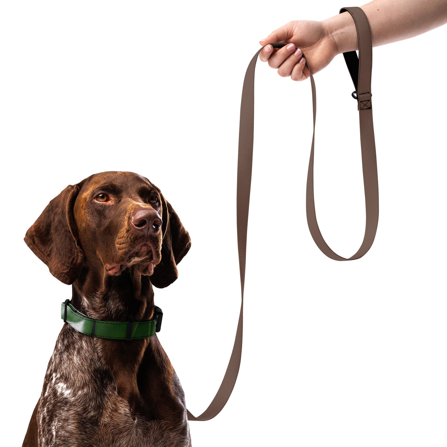 Plants Pet collar