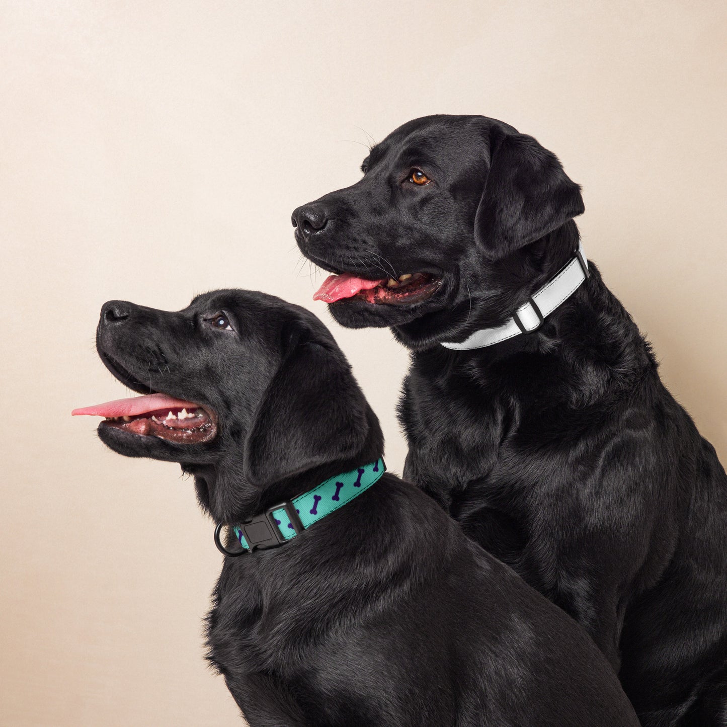 Green Purple Bones Pet collar