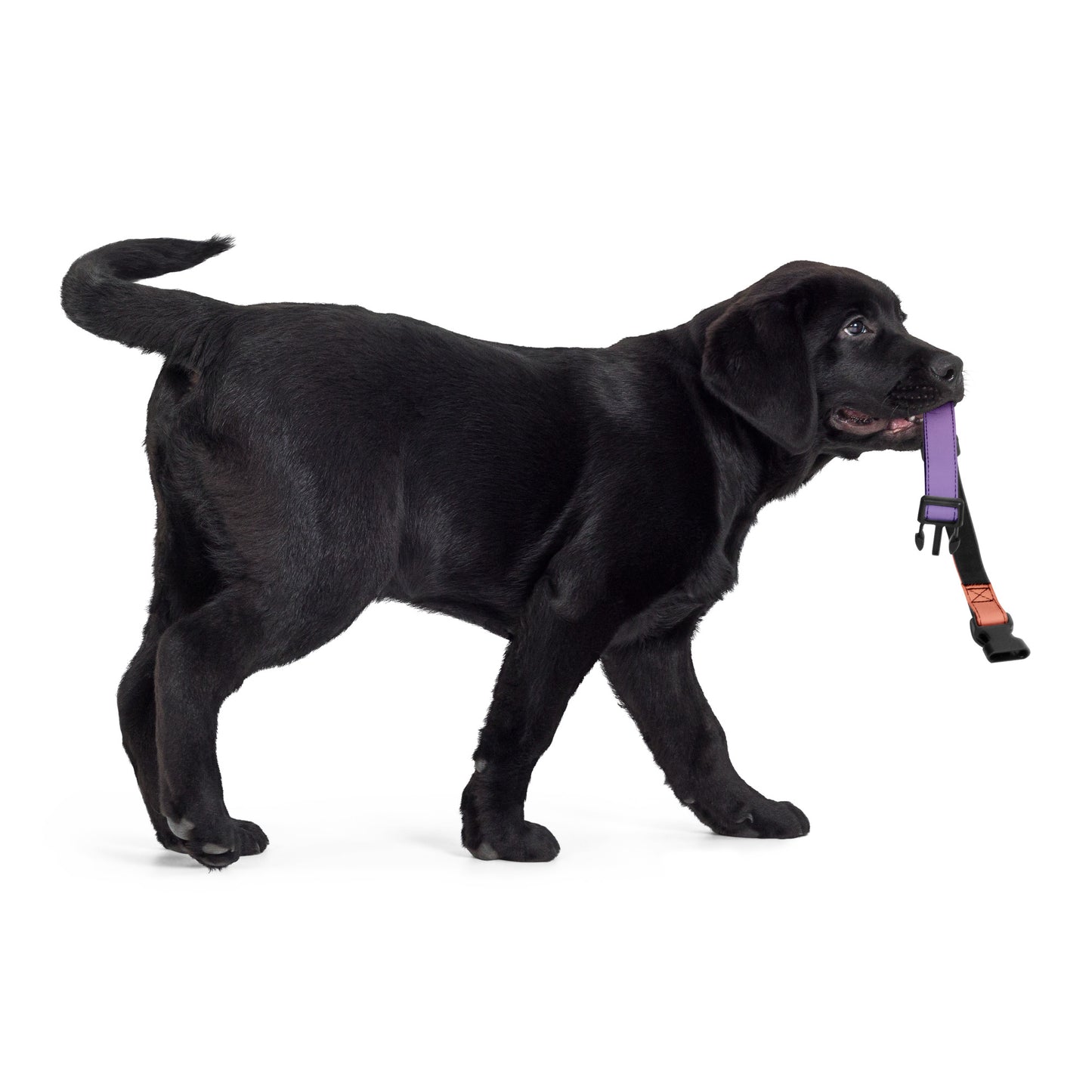 Cancer Ribbon Pet collar