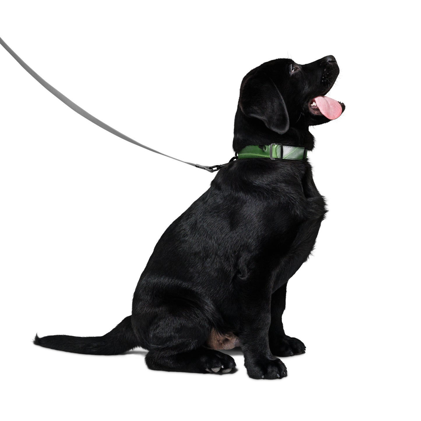 Plants Pet collar